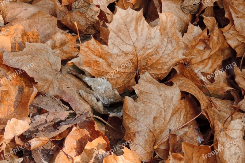 Leaves Fall Foliage Fall Color Golden Autumn Autumn