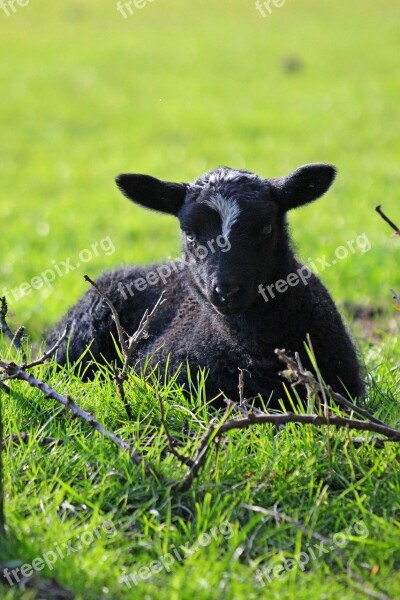 Spring Lambs Sheep Black Fur White Forhead