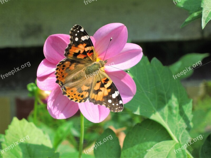 Flower Butterfly Nature Summer Flowers Flying Insect