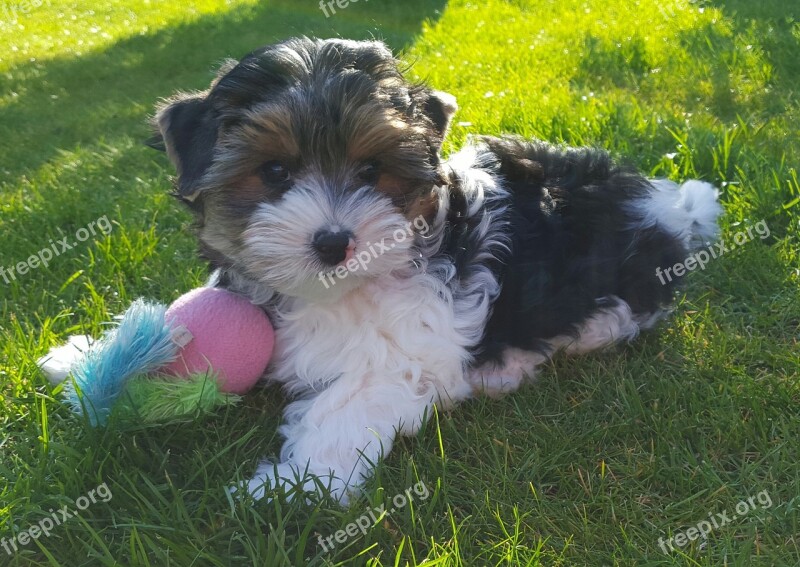 Yorkshire Terrier Biewer Terrier Puppies Dog Breed Play