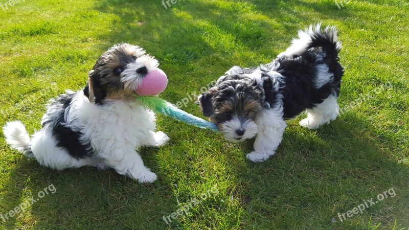 Yorkshire Terrier Biewer Terrier Puppies Dog Breed Play