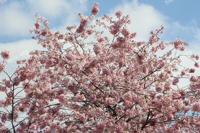 Almond Blossom May Flowers Flowers Free Photos