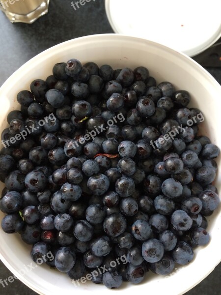 Blueberries Berry Picking Blueberry Bucket Free Photos