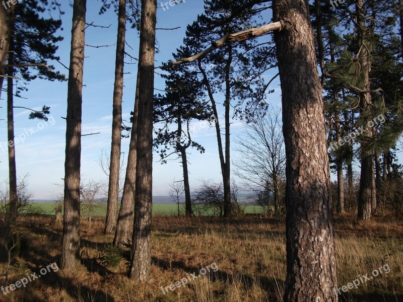 Forest Trees Landscape Sky Coniferous Forest