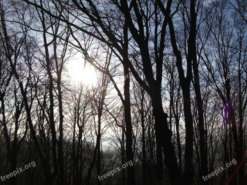 Forest Light Morgenstimmung Mood Light Beam