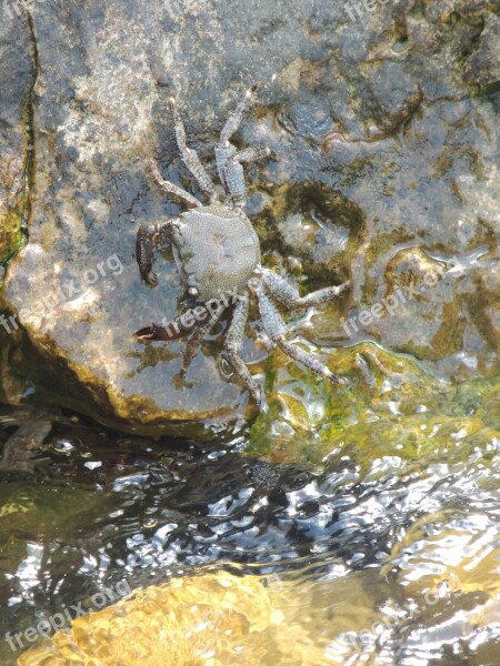 Crab Water Great Pliers Crustacean