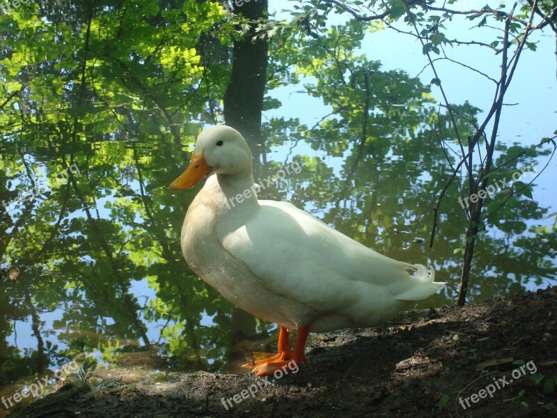 Pond Waterfowl Summer Bird Duck