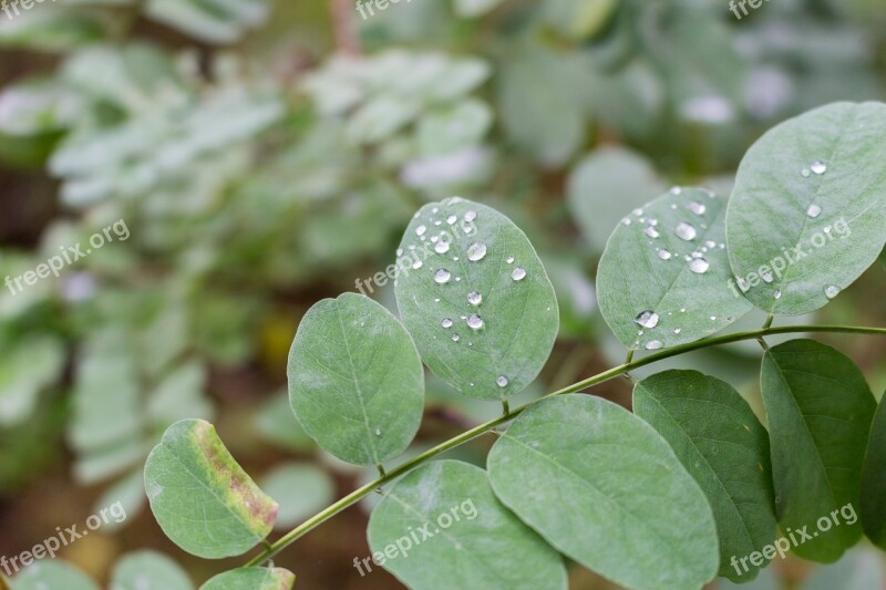 Drops Rosa Rain Macro Rain Drops