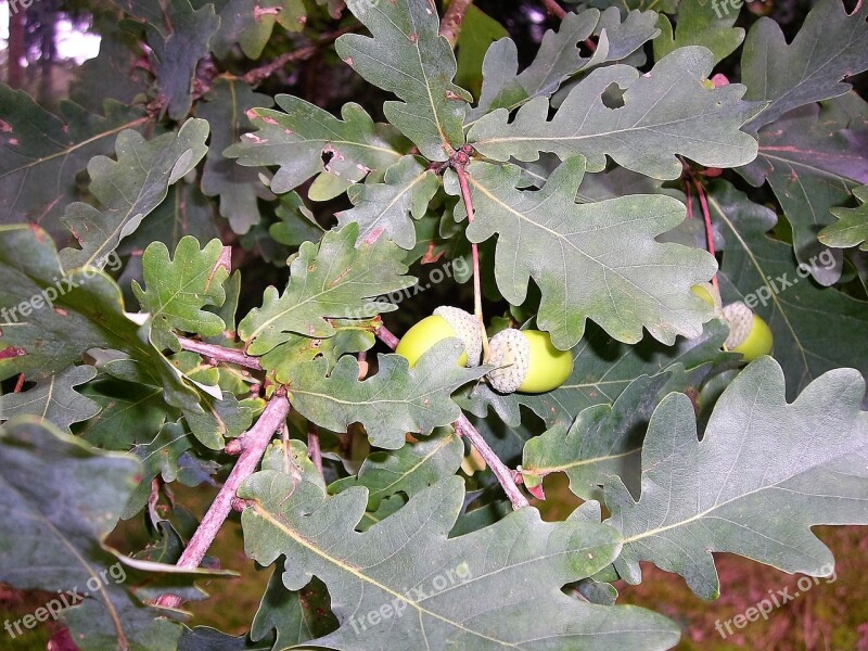 Leaves Acorns Oak Leaf Green Autumn