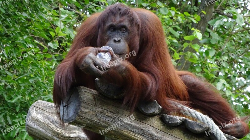 Orang-utan Monkey Schönbrunn Tiergarten Free Photos