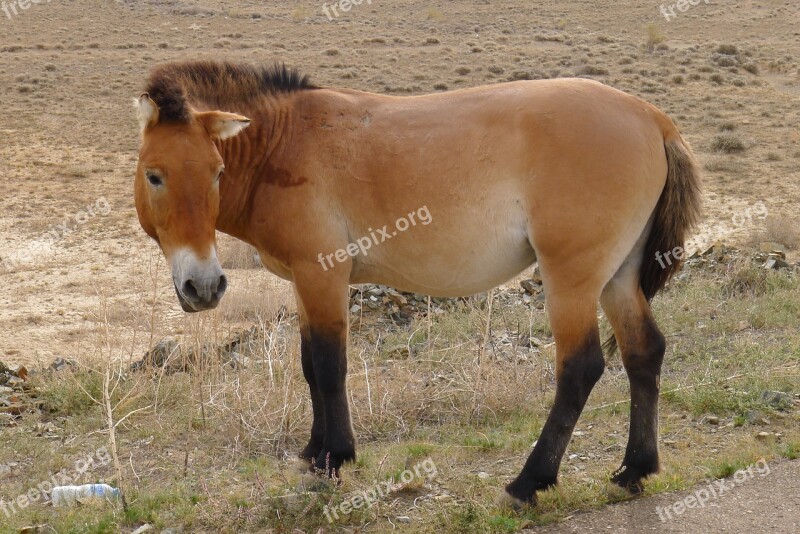 Animal In Xinjiang E Przewalskii Junggar Horse Broncos