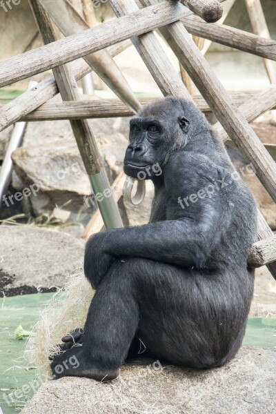 Gorilla Sitting Animal Nature Zoo