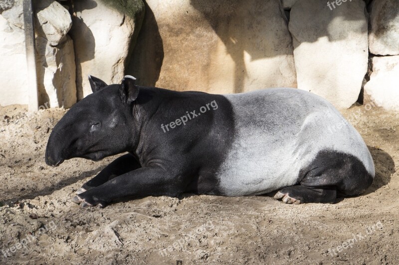 Malayan Tapir Asian Tapir Animal Nature Tapir