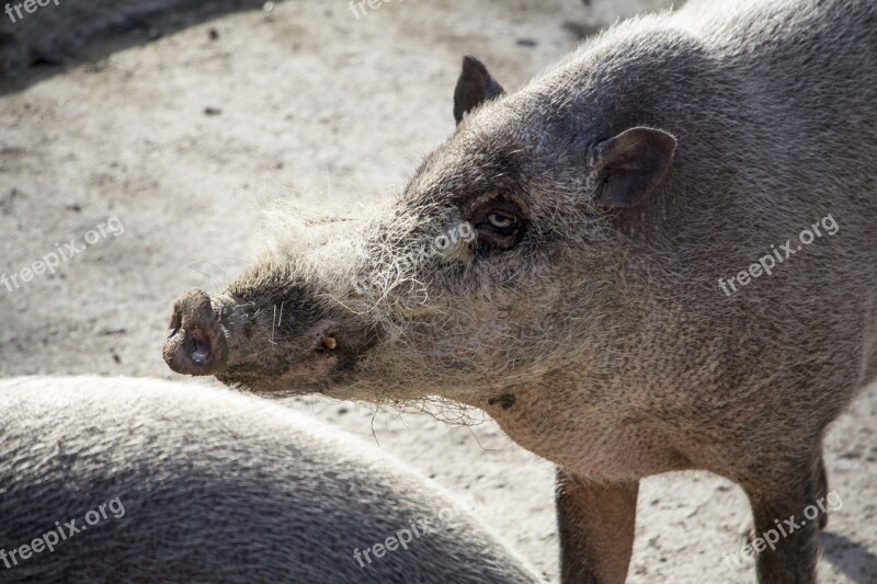 Animal Nature Wild Boar Cinghiale