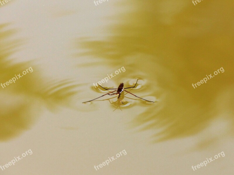 Insect Bug Ripples Water Skipper Water