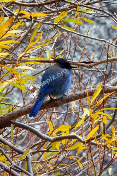 Bluebird Jay Branches Wildlife Bird