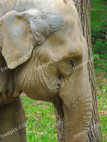 Elephant Great Pet Mammalian Trunk