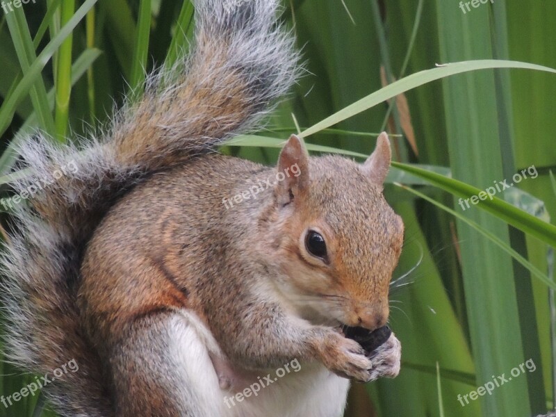 Squirrel Nut Fur Pet Nature