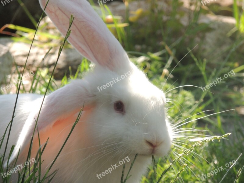 Rabbit Innocent Grass Ear Rodent