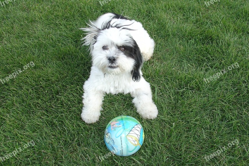 Shih Tzu Dog Playing Backyard Green Grass