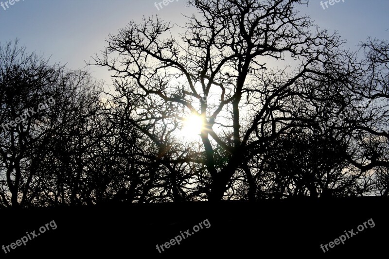 Sun Tree Nature Landscape Forest