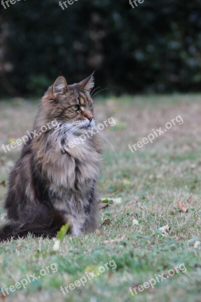 Cat Brown Fur Soft Beautiful