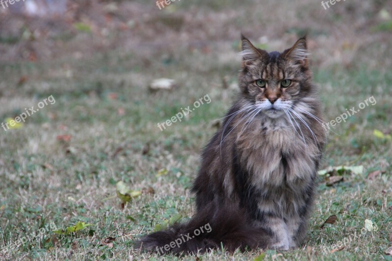 Cat Brown Fur Soft Beautiful