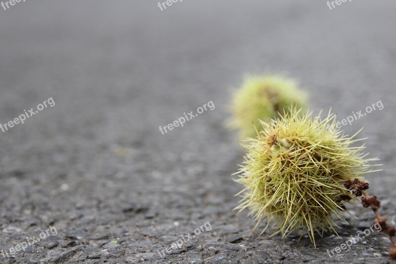 Texture Structure Background Asphalt Chestnut