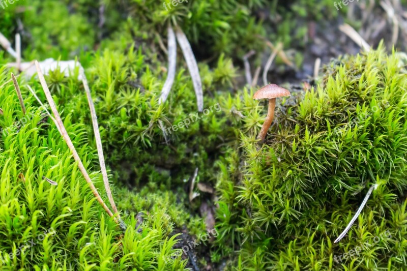 Mushroom Moss Forest Litter Litter Mushrooms