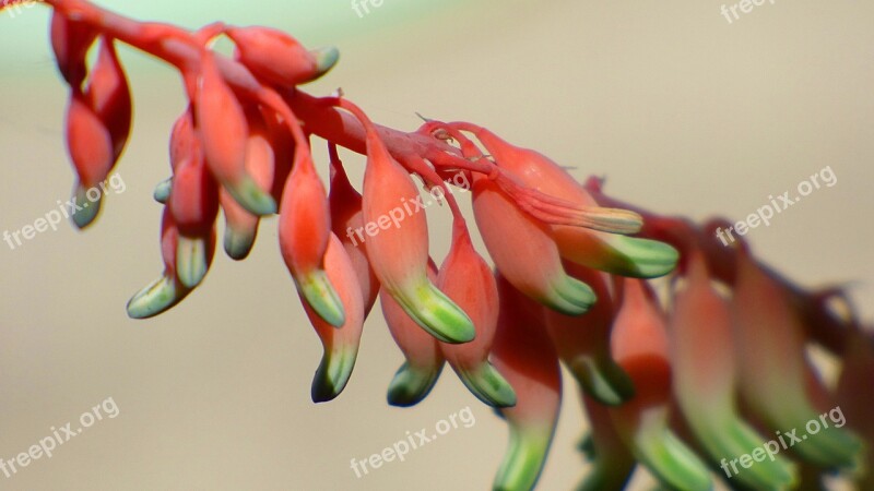 Flower Cocoon Nature Colors Plants