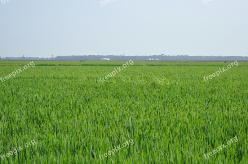 Paddy Fields Rice Thailand Free Photos