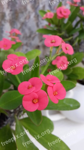 Flower Kirin Flower Euphorbia Milii Pink Red Bird's Flowers