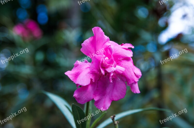 Flower Autumn Autumn Flowers Nature Peace