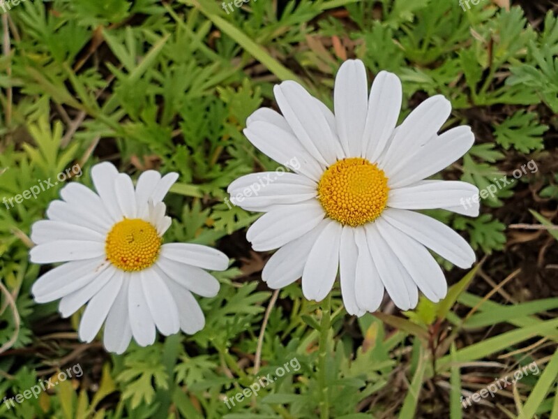 Fall Flowers White Flowers Wildflower Flowers Autumn