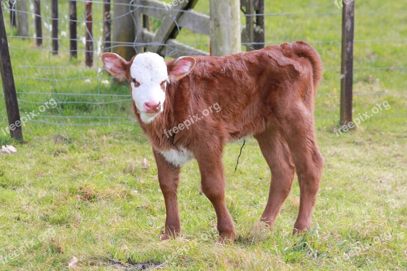 Calf Farm Cattle Free Photos