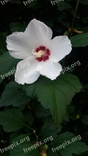 Hollyhock Mallow Flower Nature Garden Mallow