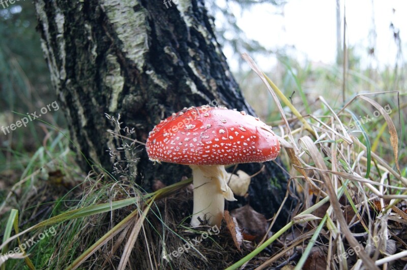 Amanita Forest Mushroom Fly Agaric Red Nature