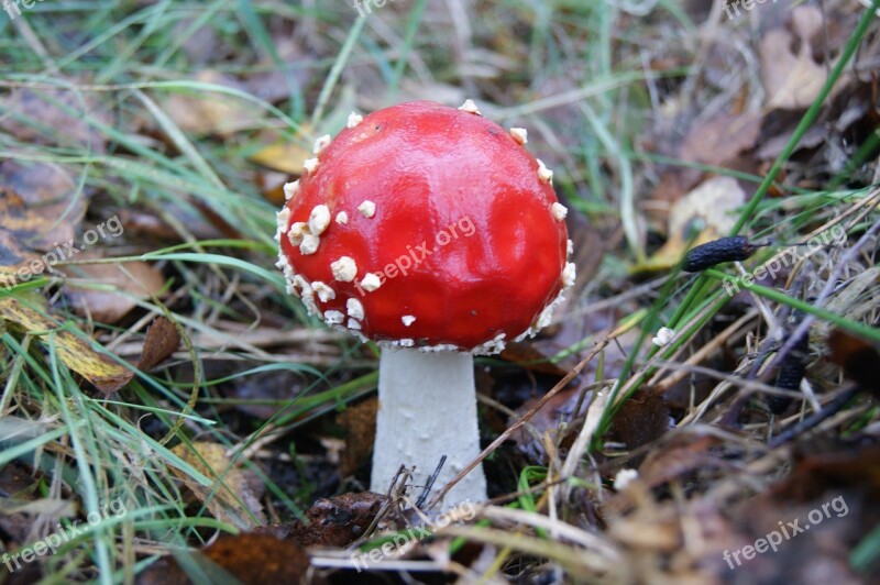 Autumn Mushrooms Red Litter Poisoning