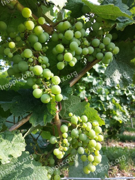 Grapes Autumn Light Green Agriculture Cluster