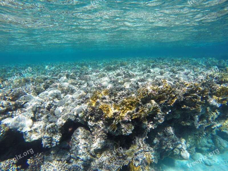 Water Coral Underwater Sea Reef