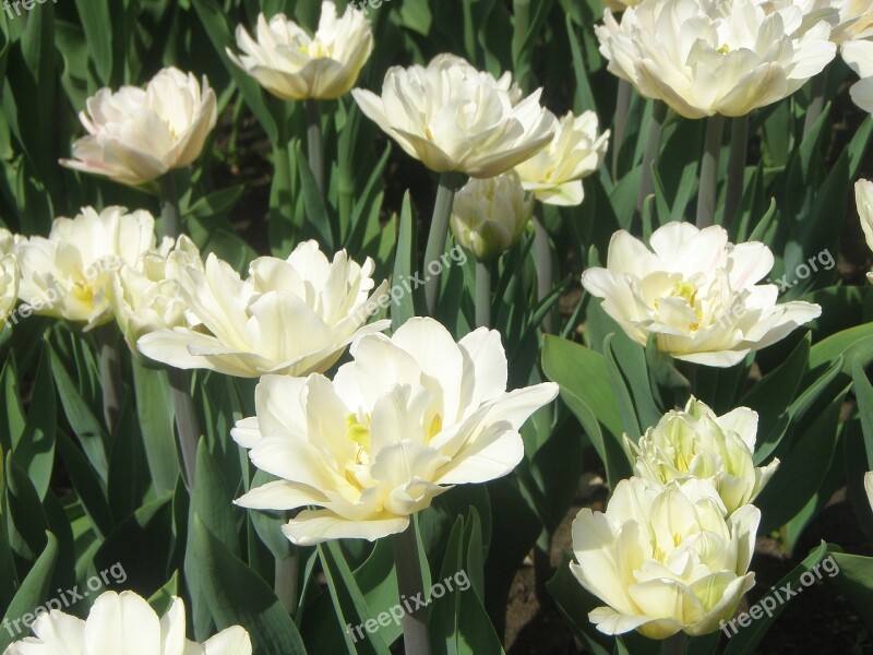 Tulips Flowers White Flowers Of The Field Glade