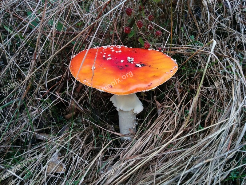 Fly Agaric Mushroom Nature Forest Red Fly Agaric Mushroom