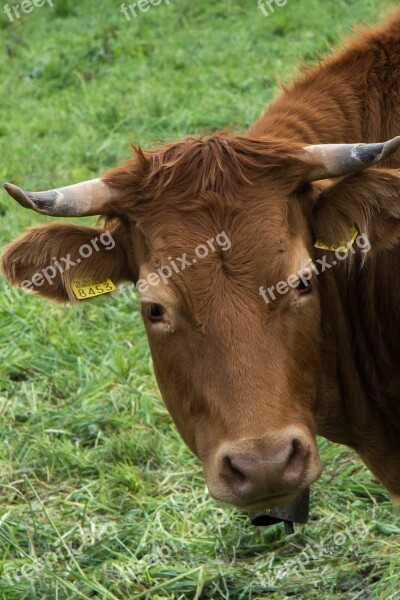 Cow Animals Cattle Farm Animals Horns