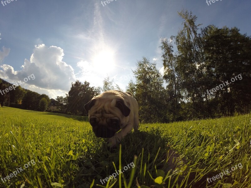 Dog Pug Sun Meadow Sunbeam