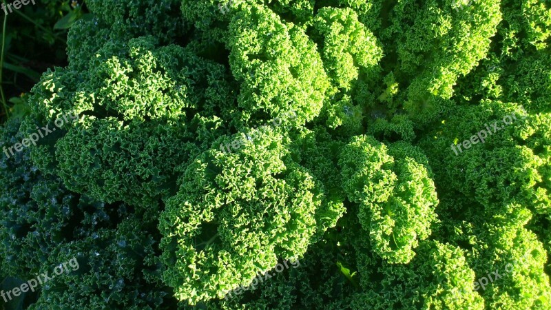 Kale Vegetables Winter Vegetables Free Photos