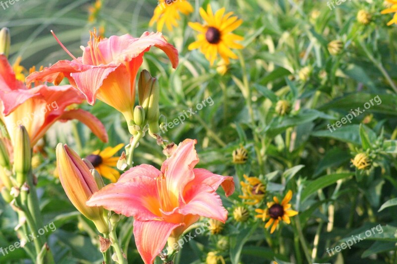 Flower Lilly Lily Plant Green