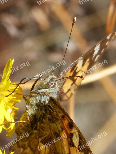 Butterfly Vanesa Vanessa Cardui Vanesa From Thistles Migrating Dels Cards