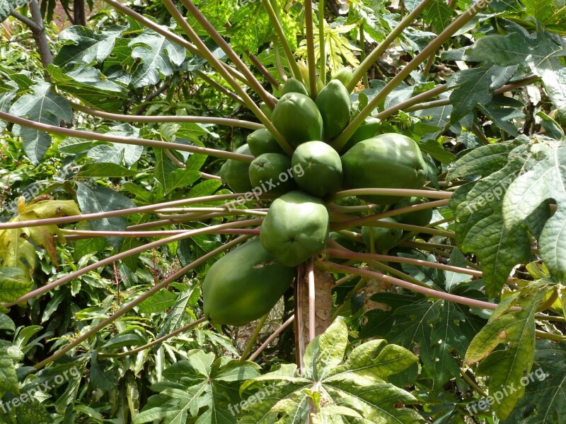 Madeira Coconuts Vacations Free Photos