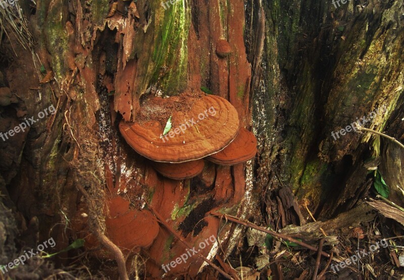 Tree Fungus Autumn Autumn Time Nature Flora