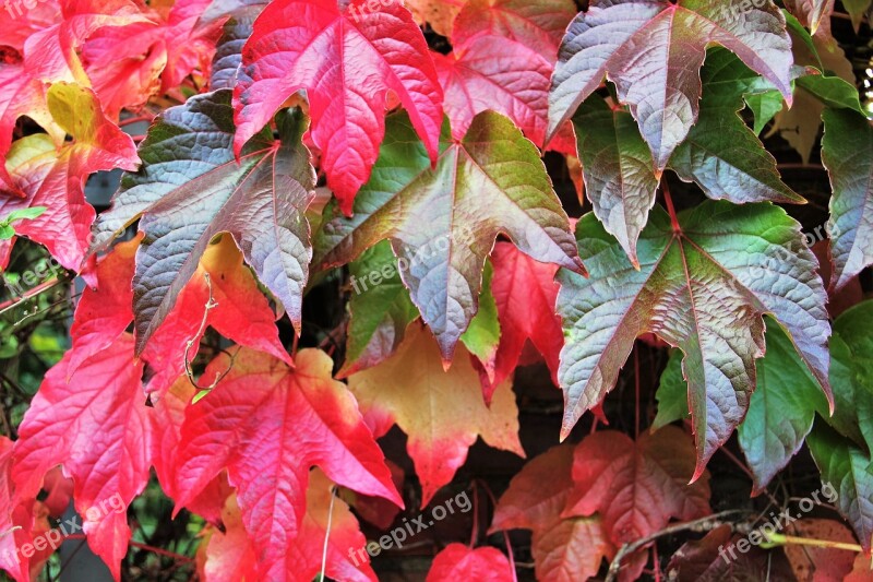 Fall Leaves Autumn Colours Colors Of Autumn Colorful Leaves Fall Color